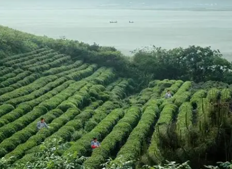 重庆盖碗茶到底怎么喝？老茶客手把手教你入门
